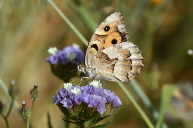 Chazara briseis larnacarna: Nymphalidae